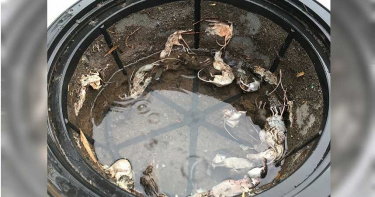 清水塔驚見「12隻破碎鼠屍」飲用水中漂浮 她崩潰:這是全家的飲用水