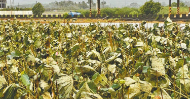 台南市白河區蓮子產業今年受氣候、天氣影響，尤其在7月底凱米颱風期間，莖葉被強風吹斷，導致後期幾乎無法收成。（圖／台南市政府農業局提供／中國時報張毓翎台南傳真）