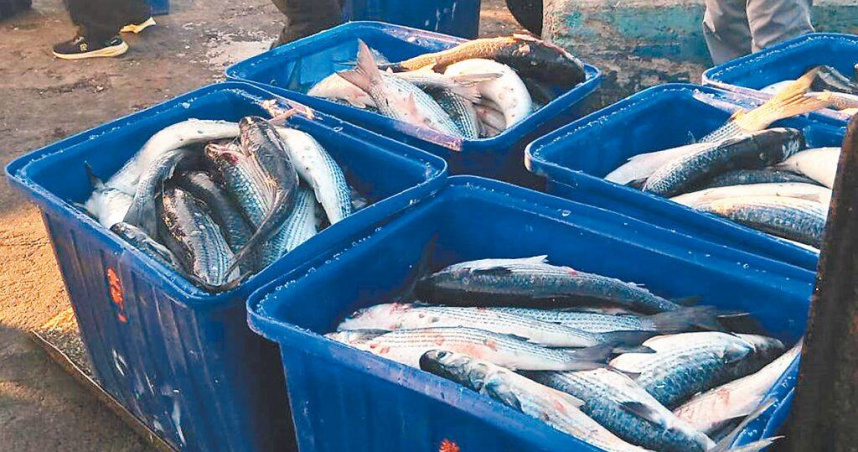 烏魚捕撈近尾聲，受氣候變遷影響，台中梧棲漁港今年僅捕獲4萬多尾，僅去年捕獲量的一半。（圖／台中區漁會提供／中國時報陳淑娥台中傳真）