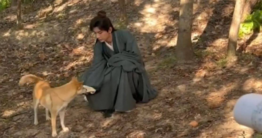 「大黃」現在7歲，戲齡已經5、6年。（圖／翻攝自微博）