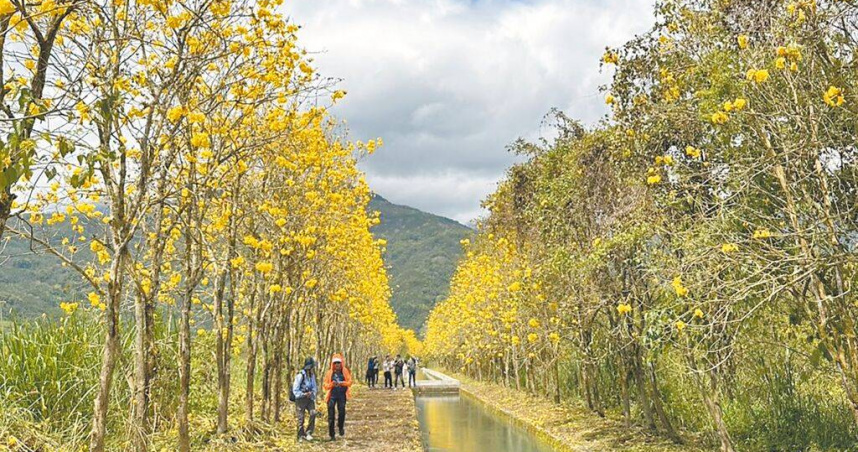 清明節4天連假花蓮縣旅宿住房率平均僅3成，較往年減少4成。圖為花蓮縣瑞穗鄉富源地區興泉圳渠兩岸盛開的黃花風鈴木。（圖／中國時報羅亦晽攝）
