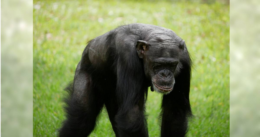 外網最近熱議「百人對戰大猩猩」話題，對此有專家數據顯示，從未有過大猩猩致人於死地案例。（示意圖／Unsplash）