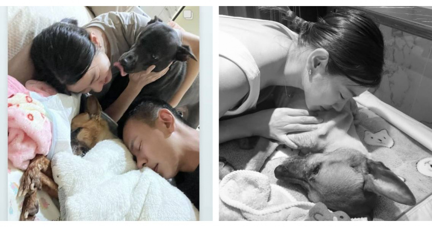 米可白含淚回憶愛犬錢錢13年點滴,網友心碎直呼「看哭了」。(圖/翻攝自米可白臉書)