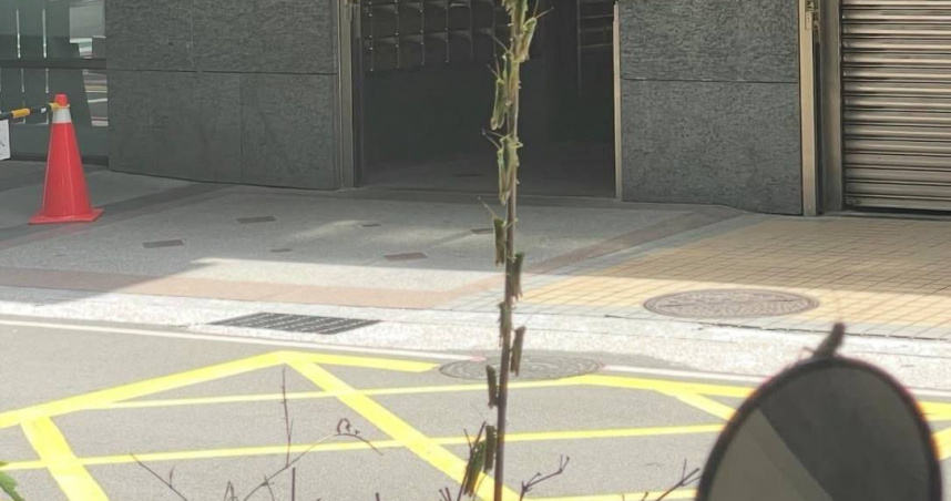 新北爆「蝗蟲潮」。（圖／翻攝自「路上觀察學院」臉書社團）