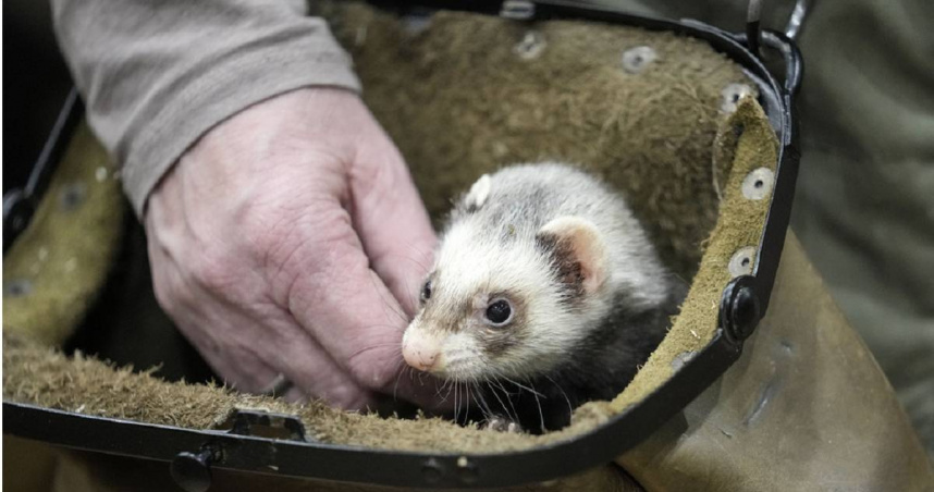 布魯塞爾當局考慮讓雪貂解決老鼠問題。（示意圖／達志／美聯社）