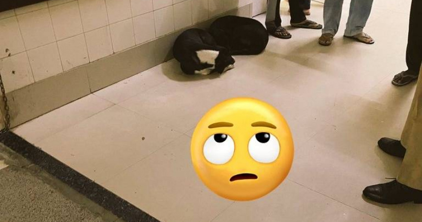 印度醫院出現一條叼著嬰兒頭顱的流浪狗。（圖／翻攝自社群網站X @mediagagan）