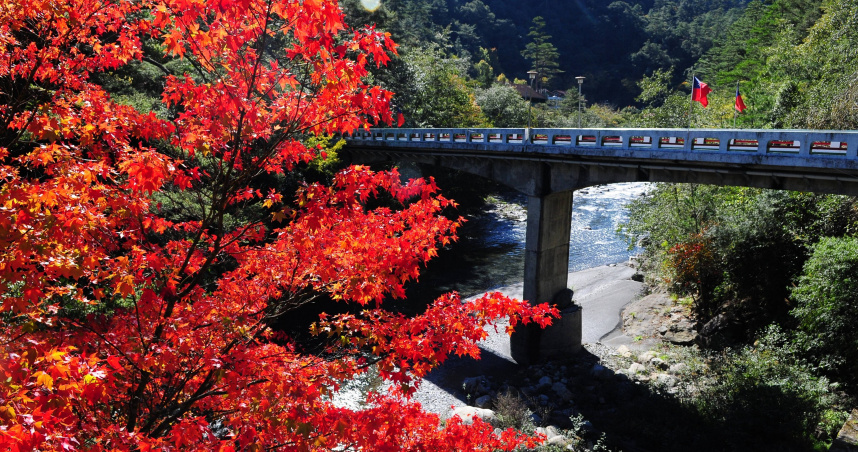 武陵農場秋天楓紅美景。（圖片提供／富野）