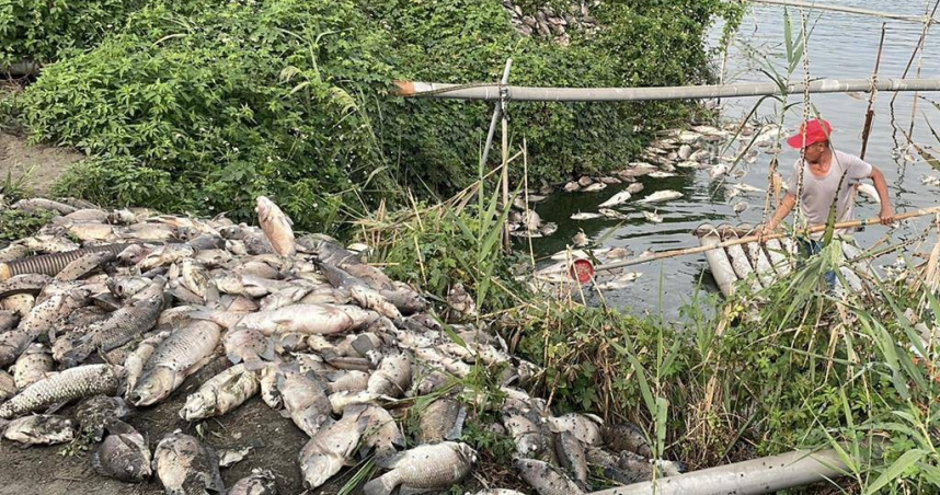 雲林縣麥寮鄉1處養殖魚塭1日疑因電線老舊脫落，造成水車停擺超過12小時，2日大量魚隻暴斃，損失逾百萬元。（圖／中國時報張朝欣攝）