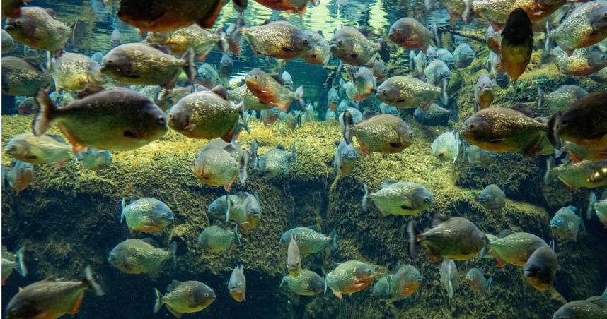 一名兩歲女童在家中不慎墜入河中，隨後疑似遭食人魚攻擊，最終不治身亡。（示意圖／Unplash）