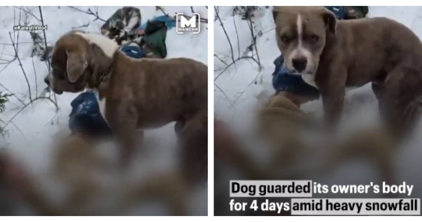比特犬冒著嚴寒守護主人遺體長達4天，畫面令人鼻酸。（圖／翻攝自X，@Manchh_Official）