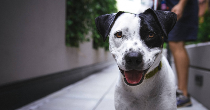 杭州規定犬隻只能在晚間7點至隔天上午7點外出，白天違規遛狗恐面臨罰款。（示意圖／Pixabay）