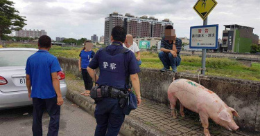 迷路豬車道亂竄 警協助找到回家的路