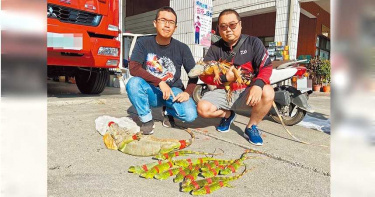 綠鬣蜥肆虐 屏東縣府組「獵龍大隊」捕捉