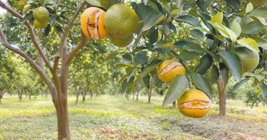 頭屋北坑地區的柑橘類受旱災，中秋連假突逢大雨，果實水分調解不佳，紛紛出現裂果。（圖／中國時報巫靜婷攝）
