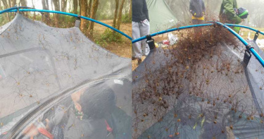 密集恐懼爆發!露營驚見上百隻「長腳生物」 包圍帳篷網全崩潰