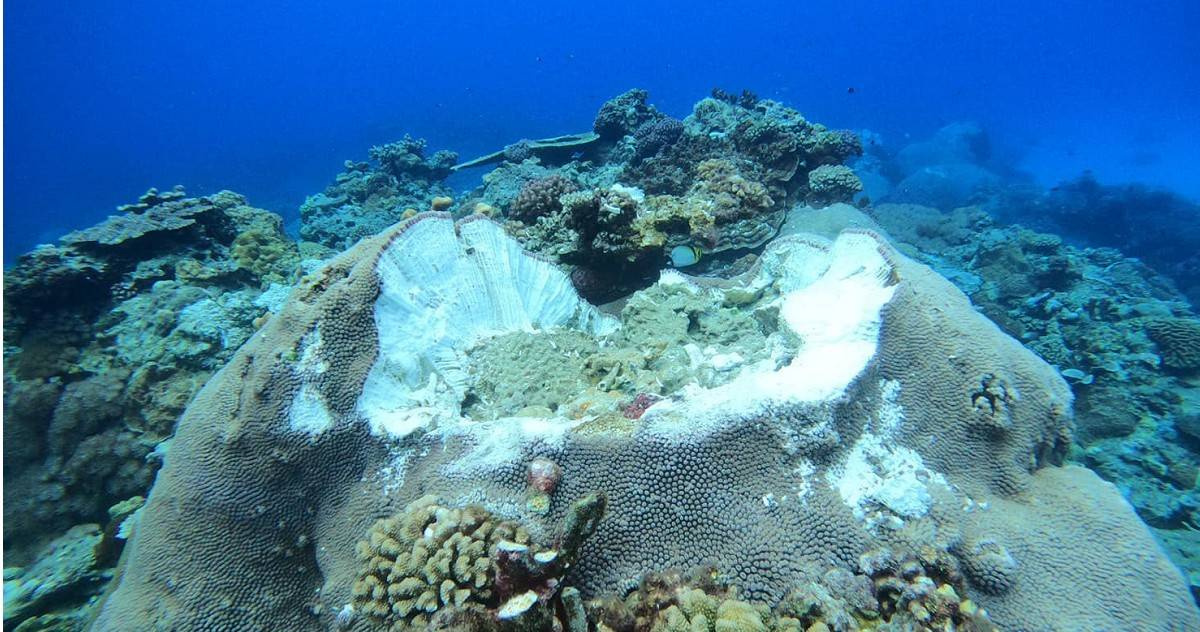 粗劣施工造成綠島珊瑚大面積毀壞黑心廠商罰三萬沒在怕| 社會| CTWANT