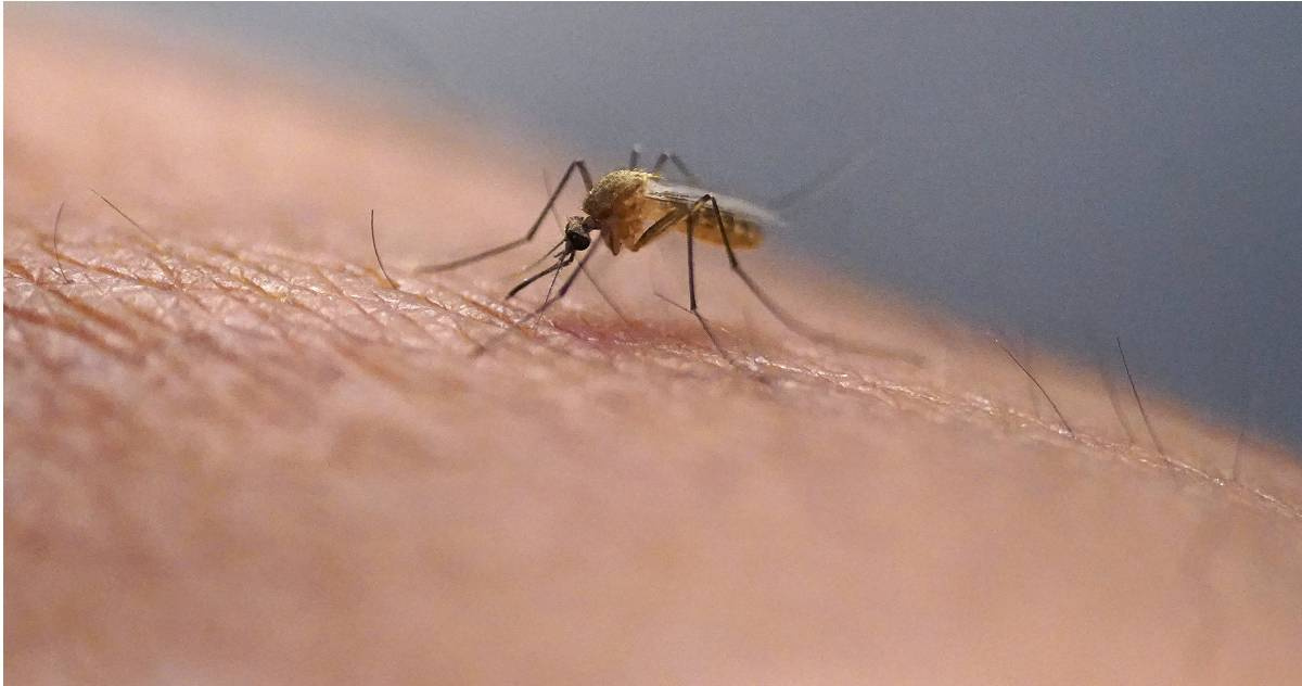 The Dangers of Mosquito Bites Protect Yourself from Deadly Diseases