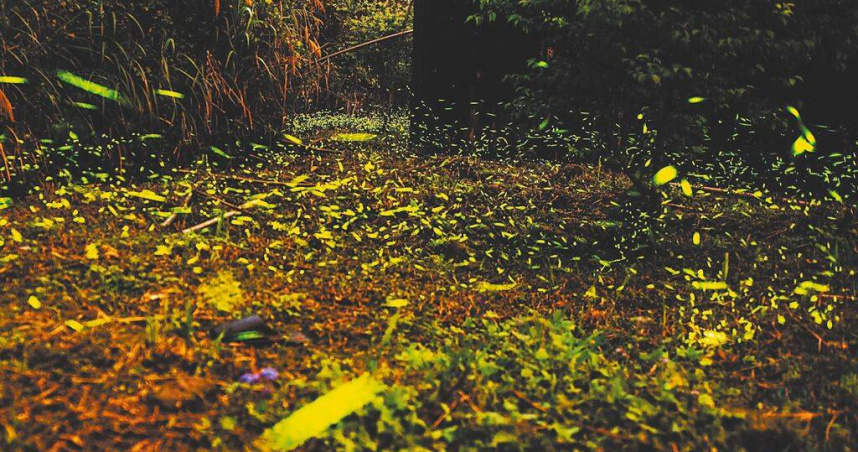 高雄市那瑪夏區的螢火蟲季將於3月21日正式開跑，今年天候寒冷且雨水豐沛，為螢火蟲提供理想的繁衍條件，讓這片山林迎來近年來最壯觀的螢火蟲大爆發。（那瑪夏區公所提供／林雅惠高雄傳真）