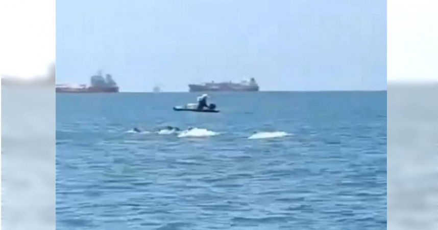 雲林縣沿海地區近日有不少白海豚出沒，漁民20日表示最近各地都在慶祝媽祖聖誕，白海豚的出現，像是在為媽祖祝壽。（圖／民眾提供／中國時報張朝欣雲林傳真）