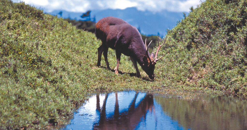 台灣水鹿主要棲息於海拔1000公尺以上的中高海拔原始森林。（圖／翻攝畫面）