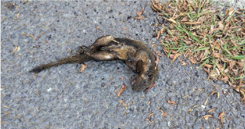 台南市南區永成路二段900巷、1060巷、980巷、730巷共221戶19日上午10時30分突然停電，台電台南區處表示松鼠觸碰導致。（台電公司提供／程炳璋台南傳真）