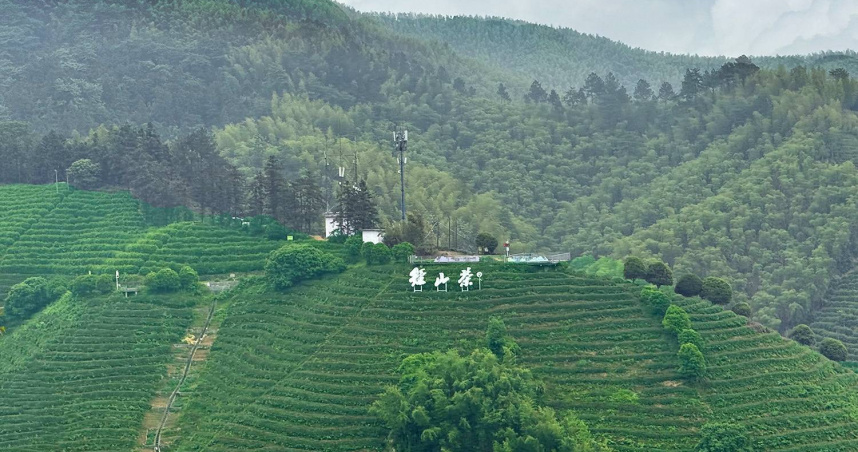 前往徑山寺山路旁滿山遍野的徑山茶園。（圖╱吳德亮攝）