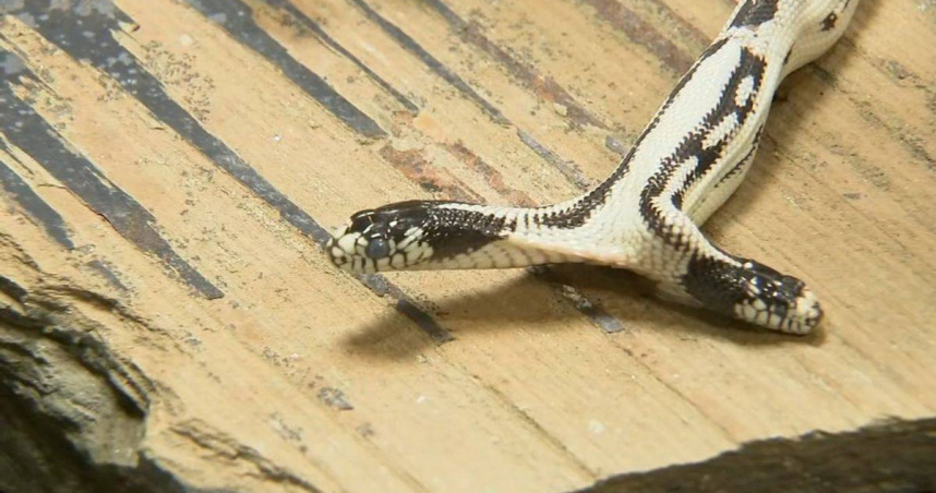 美國柏克萊東灣爬蟲館誕生罕見雙頭加州王蛇 Zeke & Angel，已健康存活7個月。（圖／翻攝自X）