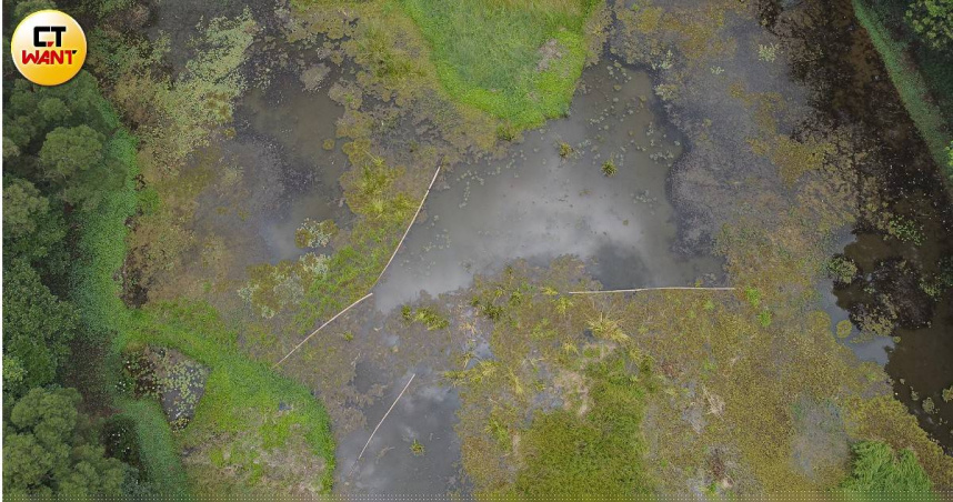 高榮野生動物保育區被多種外來動植物侵入，水面更有大量綠藻，當地居民對保育成果存疑。（圖／影音組攝）