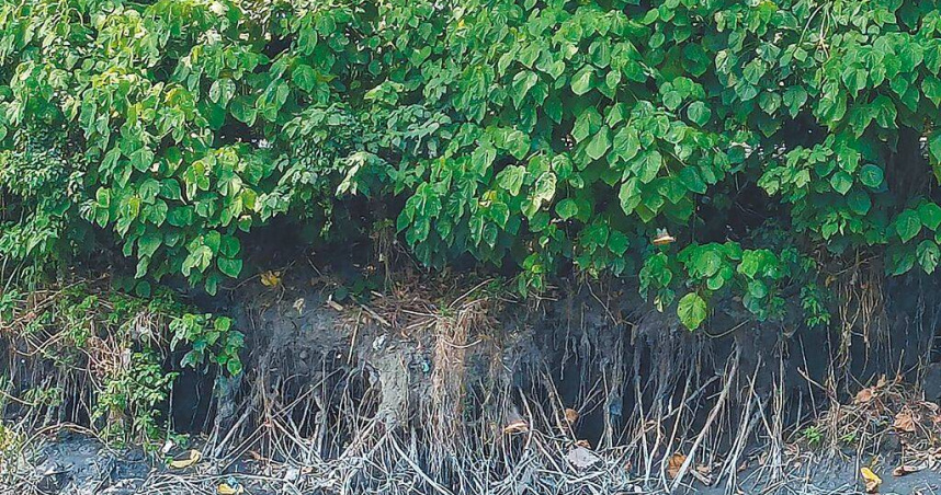 化東螺溪（舊濁水溪）畔木棉樹，近期在豪雨及大水沖刷下，根部嚴重裸露。（圖／中國時報葉靜美攝）