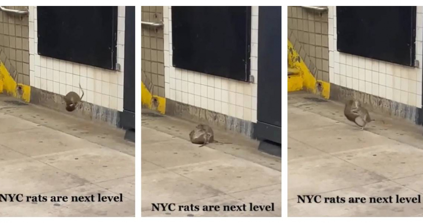 布魯克林地鐵站月台驚見兩隻老鼠翻滾互搏，場面如同武打片。（圖／翻攝自Reddit，Alligator-creep ）