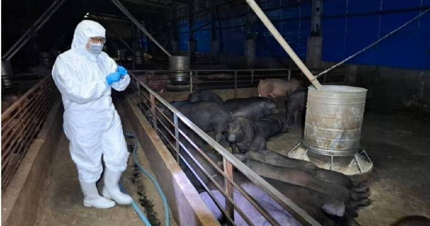 台中爆發疑似非洲豬瘟疫情，讓民眾採買豬肉時多些考慮。圖僅示意，非當事豬肉。（圖／翻攝自台中市政府官網）