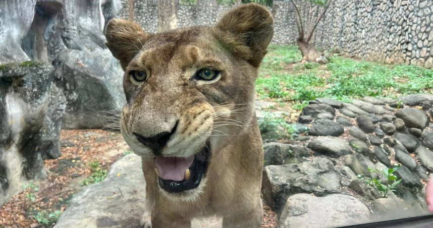 壽山動物園非洲獅「大姊」高齡癌逝，園方不捨。（圖／翻攝自臉書，Shou Shan Zoo 壽山動物園）