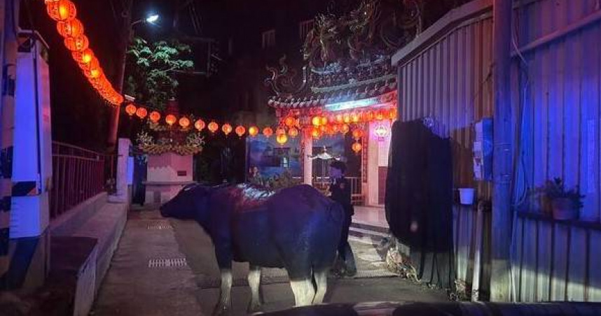 牛闖市區大暴走！苗栗頭份驚見馬路逛大街　警車護送化解驚魂危機