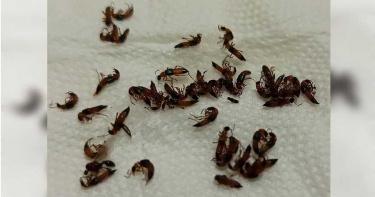 蟲蟲危機!隱翅蟲高雄出沒 民眾:一晚抓到50隻