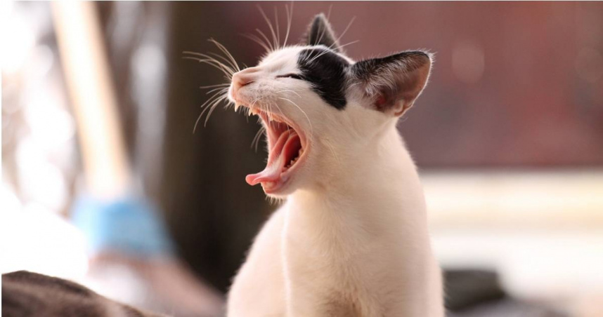 （示意圖非當事貓咪／Pixabay）