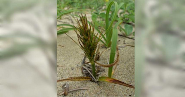 福隆北方海濱發現「神秘植物」 竟是消失96年極危物種「海米」!