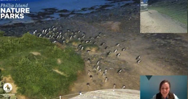 疫情看嘸動物怎辦?澳洲公園開設「企鵝電視台」 小企鵝集體萌翻你的心