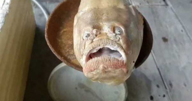 出海捕獲詭異「人面魚」 張嘴皺眉「苦瓜臉」嚇壞漁民:怕招來厄運