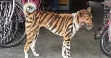 印度農夫新招 將狗畫上條紋扮虎趕猿猴