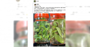 網友使用玻璃罐密封九層塔，延長保存期限（圖／擷取自Facebook）