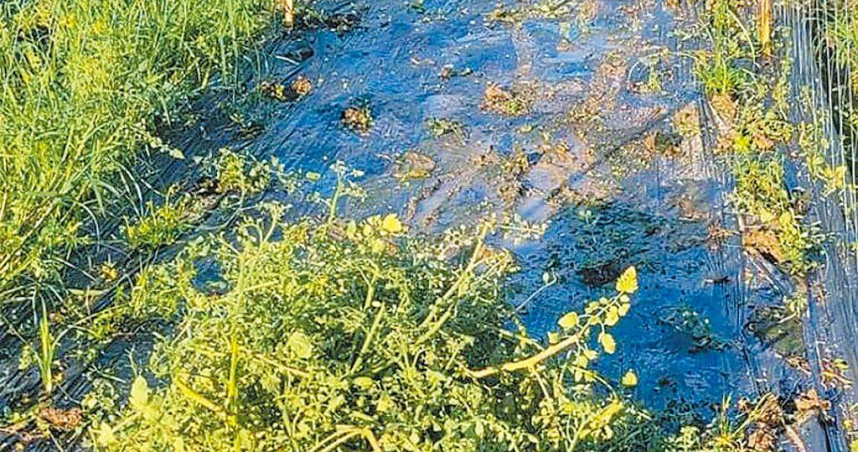 美濃番茄農民林萬達表示，他的8甲地小番茄今年全軍覆沒，完全沒有收成，決定休耕後改種其他作物。（圖／林萬達提供／中國時報林雅惠高雄傳真）