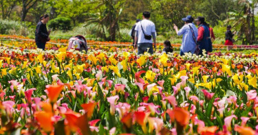 2020桃園彩色海芋季停辦 5萬株花海自由開放參觀