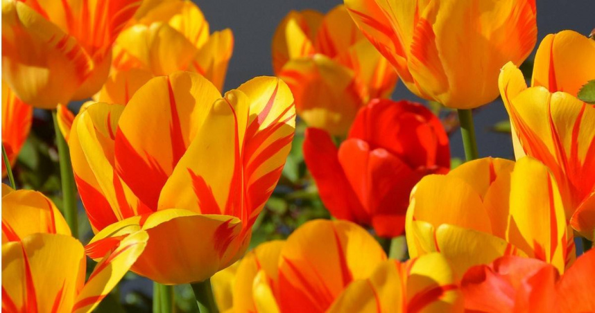 在紫微斗數中，將星是一顆象徵權威、領導力與掌控力的星曜，代表主動性、執行力與成就。（示意圖／PIXABAY）