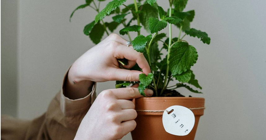 薄荷。（示意圖／Pexels）