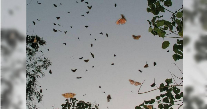 墾丁國家公園6月將迎來新一波紫斑蝶遷徙高峰，飛越台26線南灣段與屏200縣道等路段，墾管處呼籲駕駛人放慢車速，避免路殺。（圖／墾管處提供／中國時報記者羅琦文屏東傳真）
