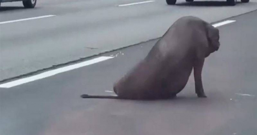 國道驚見黑豬墜落遭撞。（ 圖／翻攝畫面）