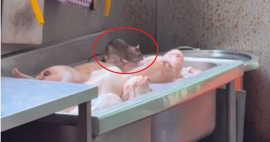 有高雄民眾27日在連鎖當歸鴨麵線店目擊老鼠「搶先開吃」，高雄衛生局將對業者開罰。（圖／翻攝Threads／hsiao__19）