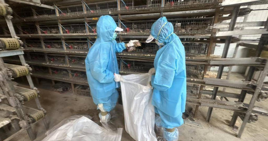彰化福興鄉1場鵪鶉場確診感染禽流感，動防所防疫人員今日完成該鵪鶉場撲殺清場及消毒工作，計撲殺6萬9177隻鵪鶉。（圖／彰縣府提供）