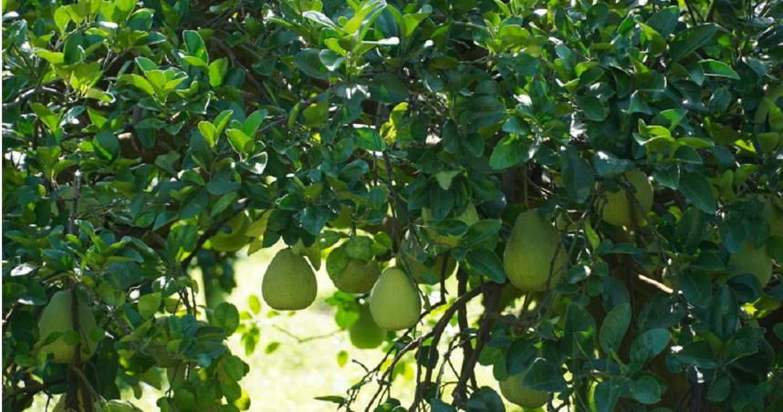 花蓮縣瑞穗鄉種植文旦柚面積約650公頃，今年盤價因西部柚果受大水影響損失慘重上揚近3成。（圖／報系資料照）