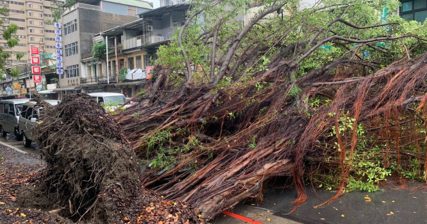 北市大同區昌吉路20日上午發生路樹倒塌，造成一車遭砸事故。（圖／北市議員參選人朱政騏提供）